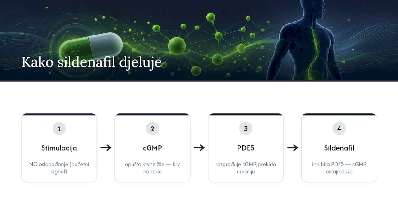 Shema djelovanja PDE5 inhibitora sildenafila